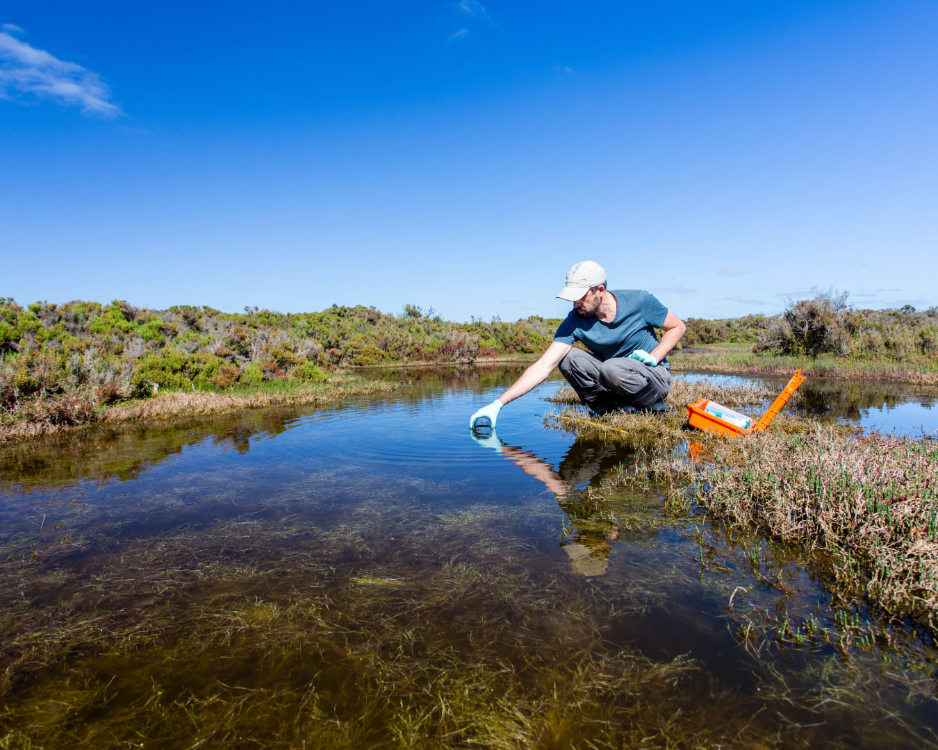 Scientist measuring environmental water quality parameters in a wetland.